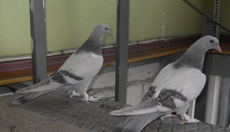 İstanbul Gvercin Birliği